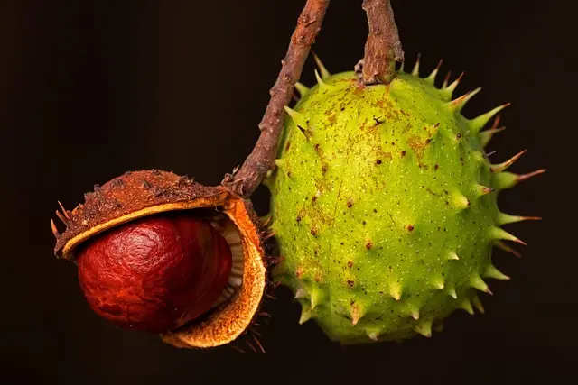 Les Meilleurs Fruits de Saison à Déguster en Mars