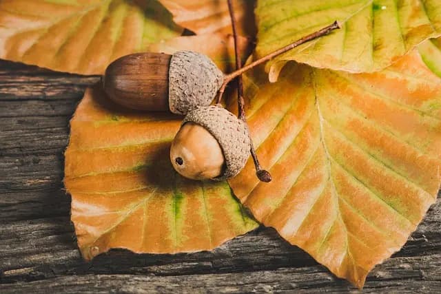 Les Meilleurs Fruits de Saison pour Équilibrer Votre Alimentation