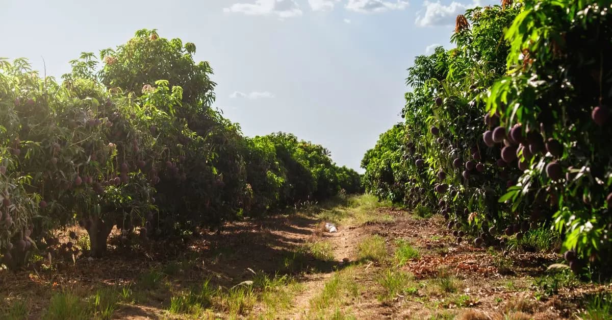 Les Fruits à Noyau de Saison et Leurs Bienfaits