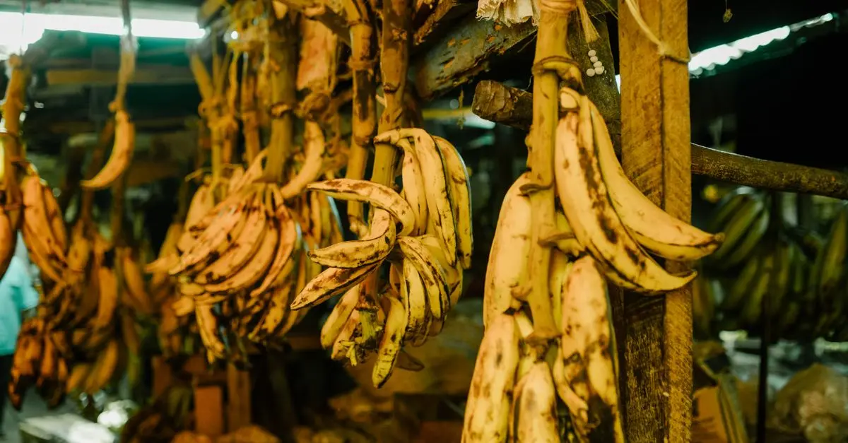 Les Variétés de Bananes de Saison à Explorer