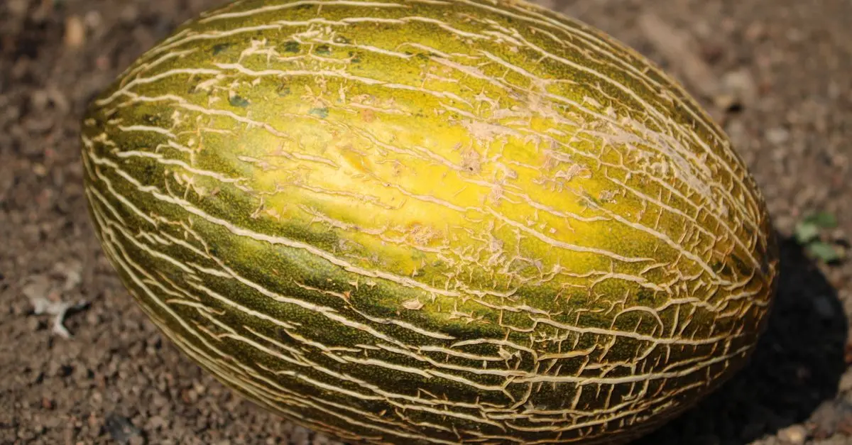 Les noix : un fruit de saison aux multiples bienfaits