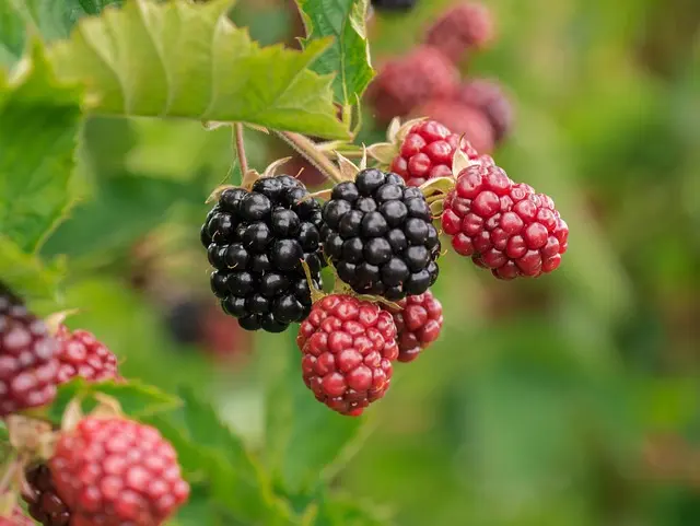 Comment bien choisir les fruits de saison pour votre santé