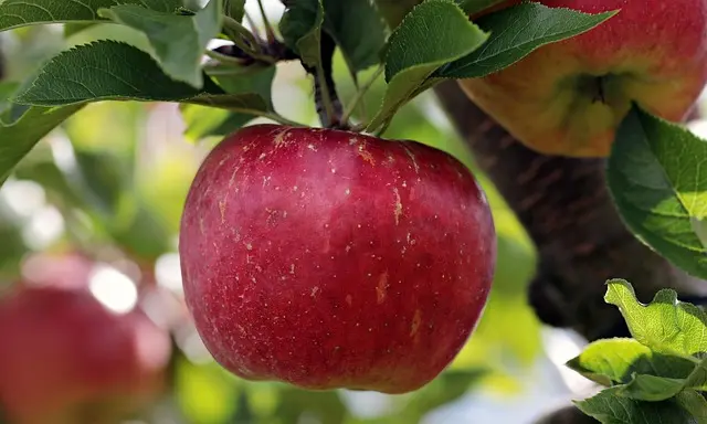 5 Fruits de Saison à Ne Pas Manquer en Hiver