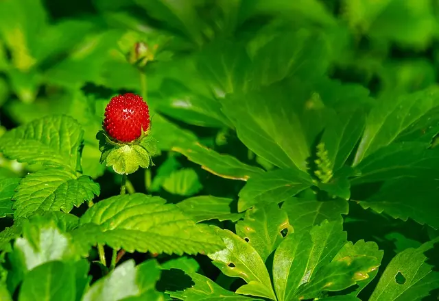 5 fruits de saison à privilégier pour un été vitaminé