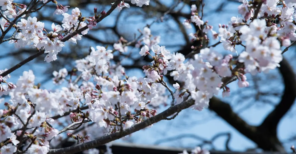 Les meilleurs fruits de saison à planter dans votre jardin