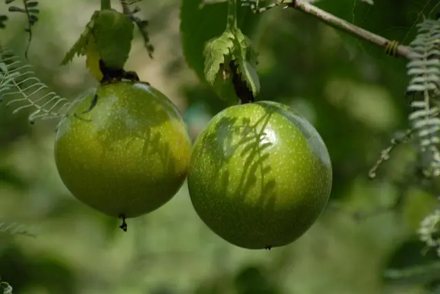 Les fruits de saison au printemps : saveurs et bienfaits