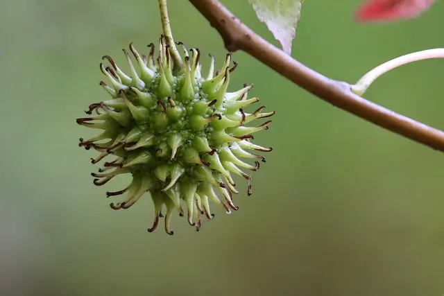 Guide des fruits de saison à consommer par mois