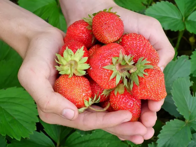 Les Fruits de Saison à Découvrir en Mars : Bienfaits et Recettes