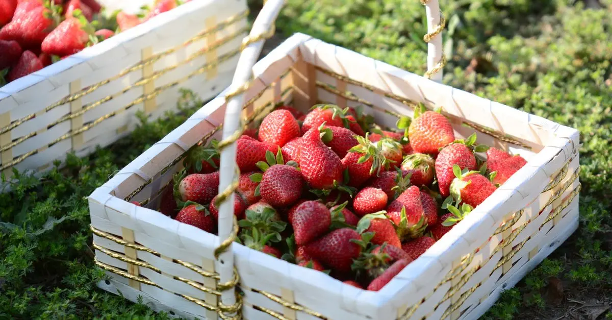 Les fruits de saison à ne pas manquer au printemps