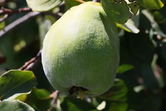 Les Meilleurs Fruits de Saison à Découvrir Chaque Mois