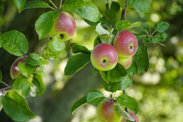 Les Bienfaits Ignorés des Fruits de Saison sur la Santé
