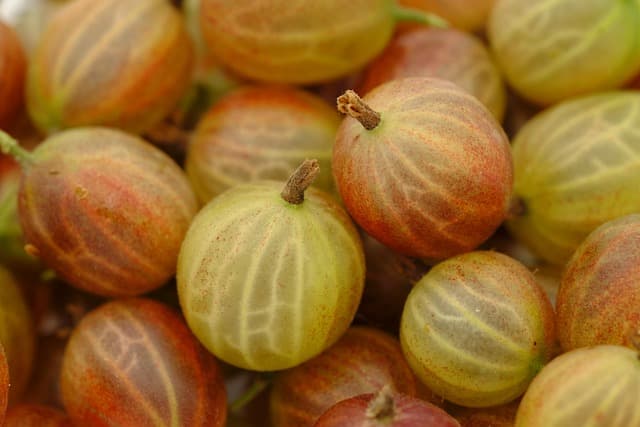 Les Fruits de Saison à Découvrir en Mars : Bienfaits et Recettes