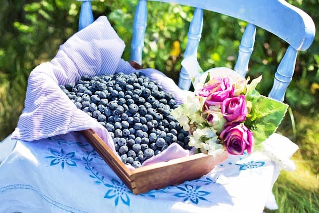 Les Fruits de Saison : Guide Complet pour Chaque Mois