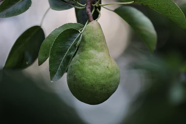 Les Fruits de Saison à Découvrir en Mars : Bienfaits et Recettes