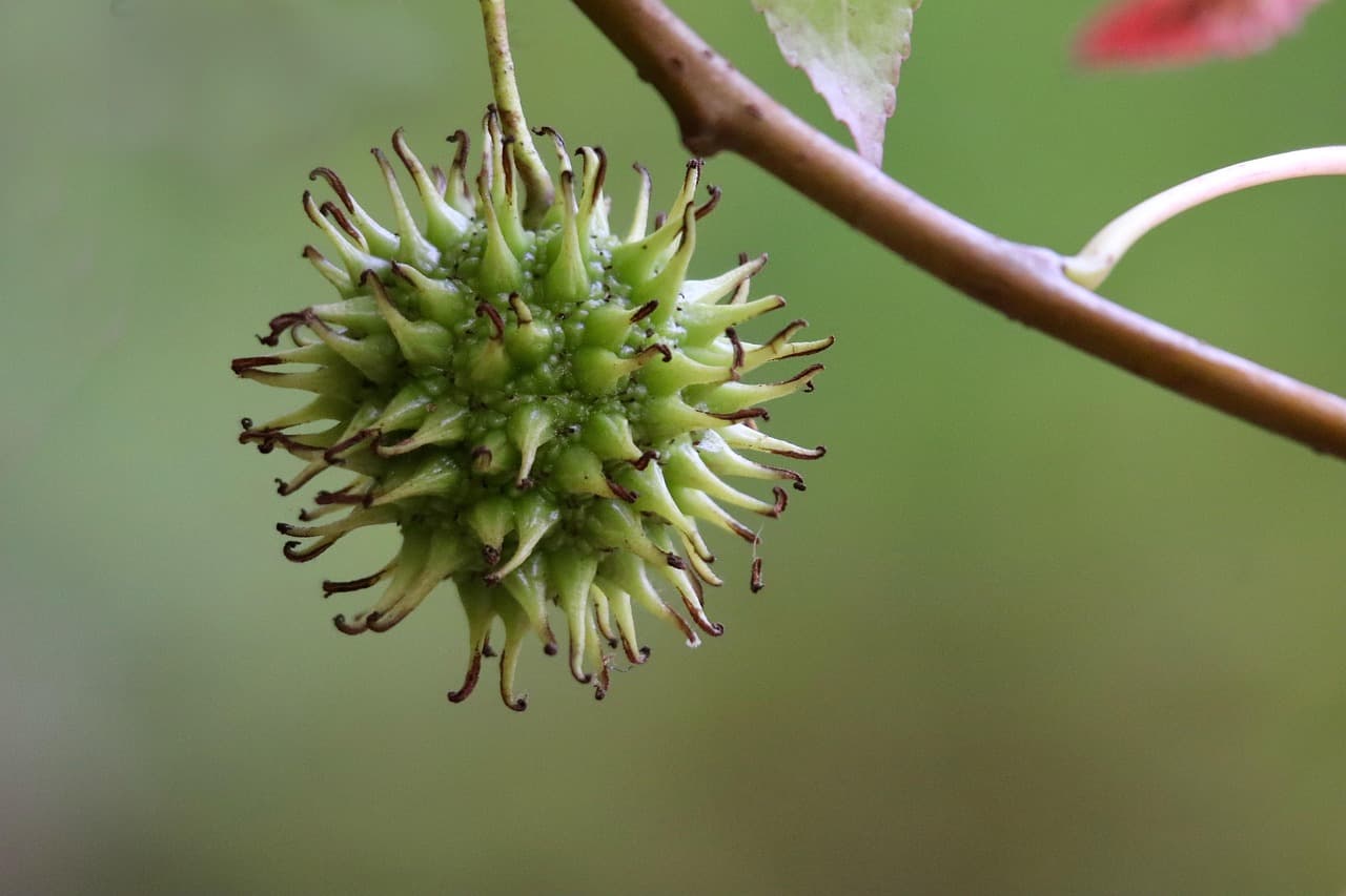 Comment choisir les fruits de saison pour une alimentation équilibrée
